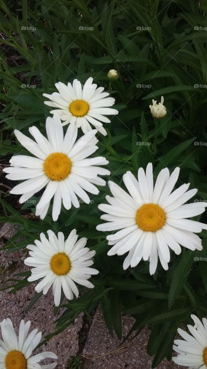 Daisies