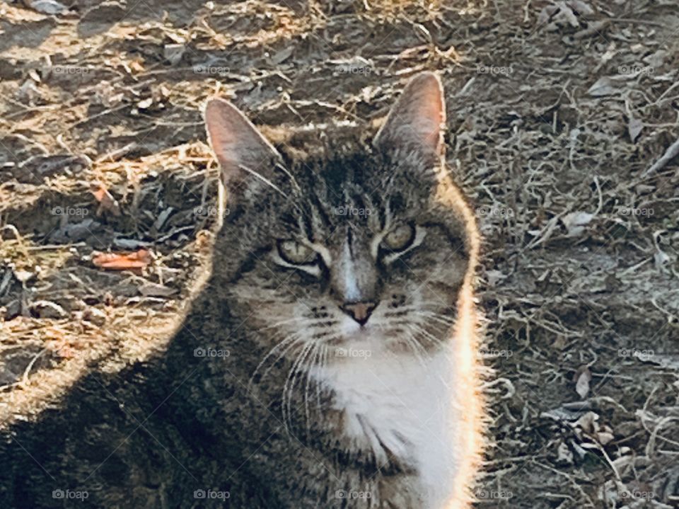 Backlit headshot of a grey tabby looking at the camera 