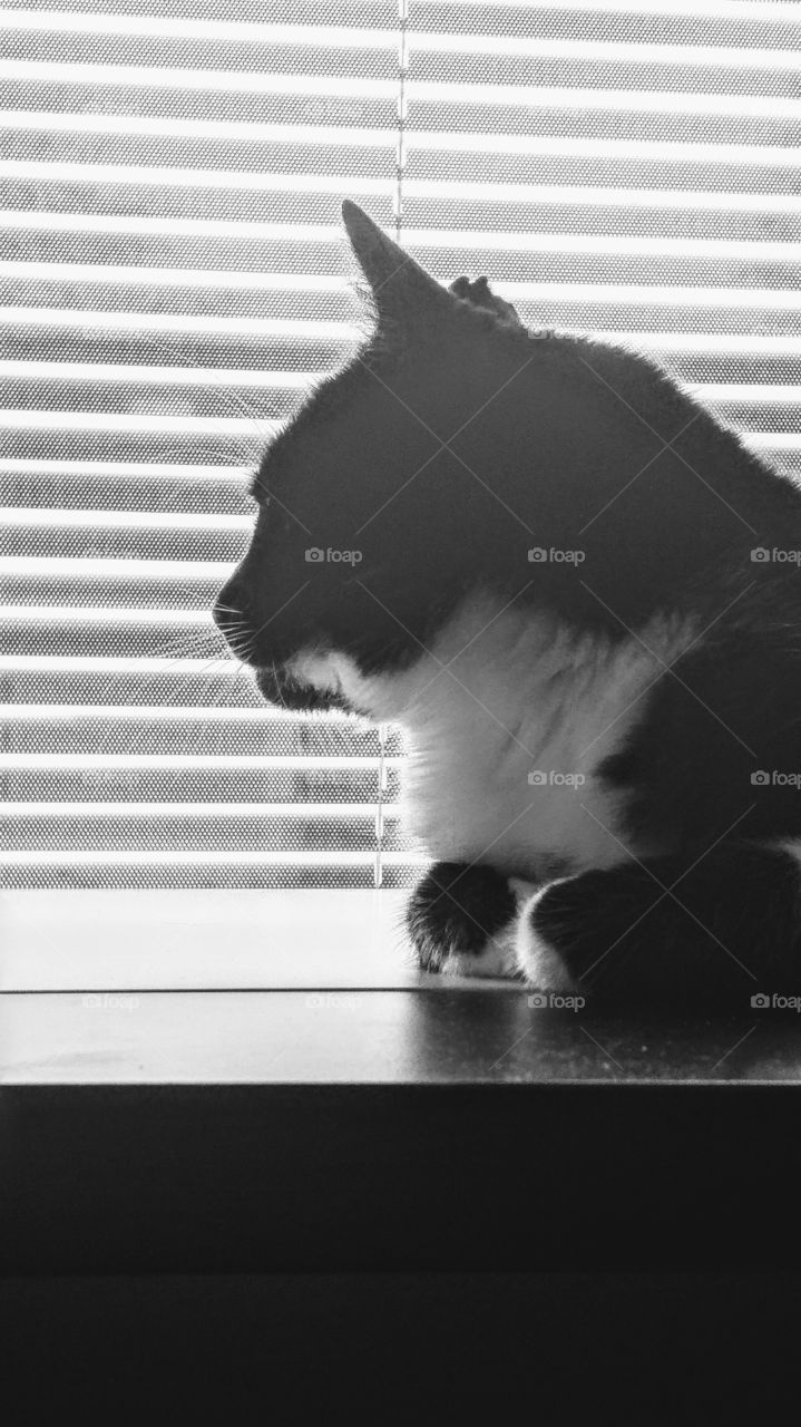 black and white cat lokking out site the window