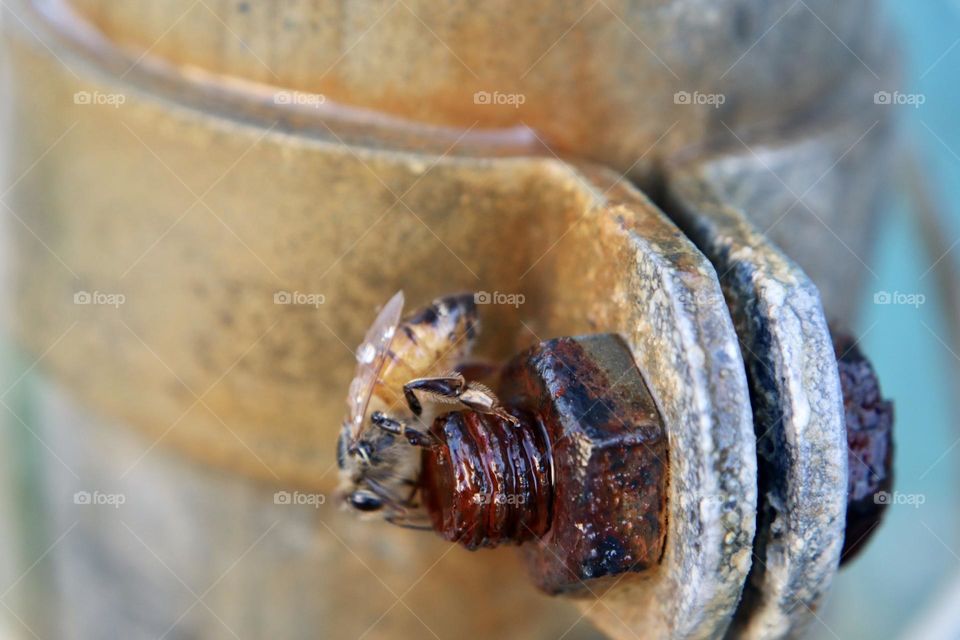 Bee looking for water on wet screw 