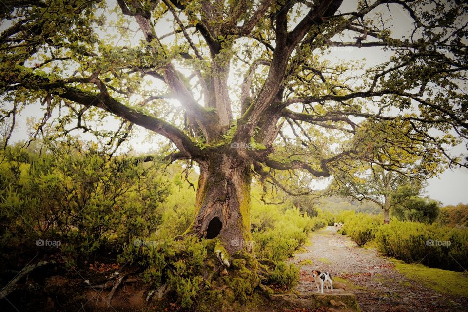 majestic tree in a forest