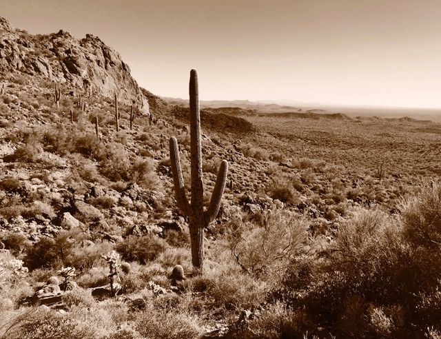 Saguaro in the desert. Saguaro cactus in the Superstition Mountains of Arizona.