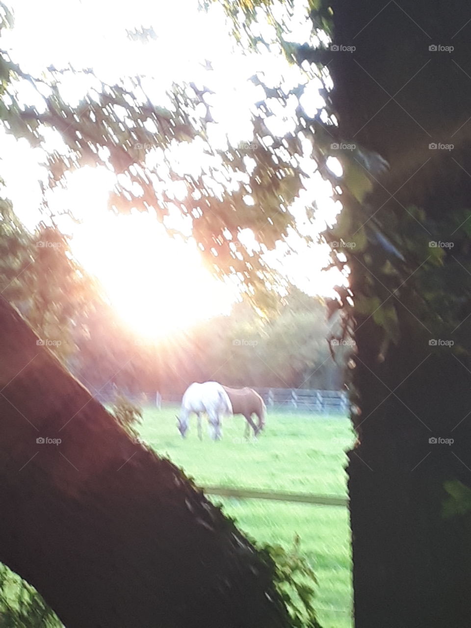 Horses At Dusk