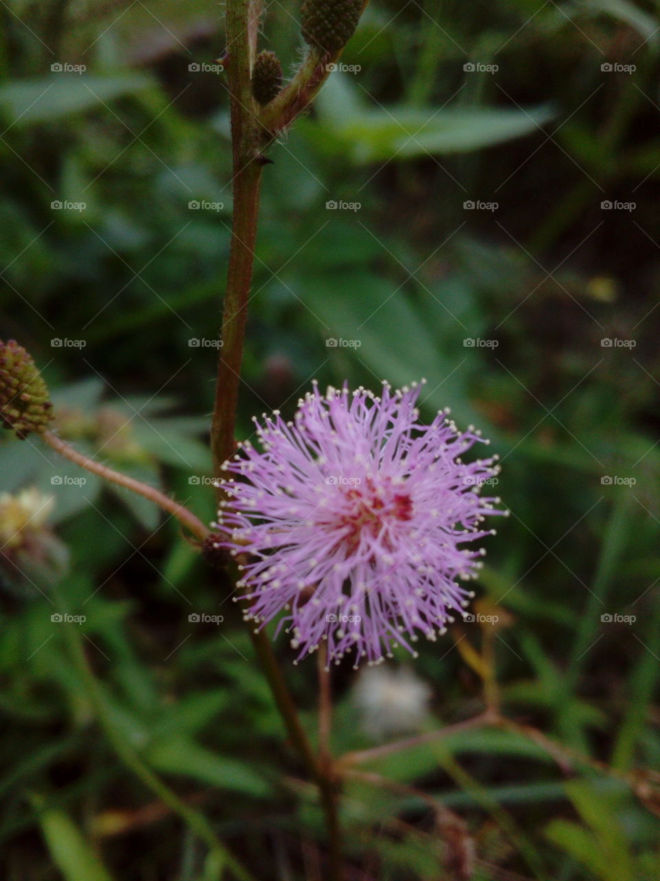 Small Purple Flower