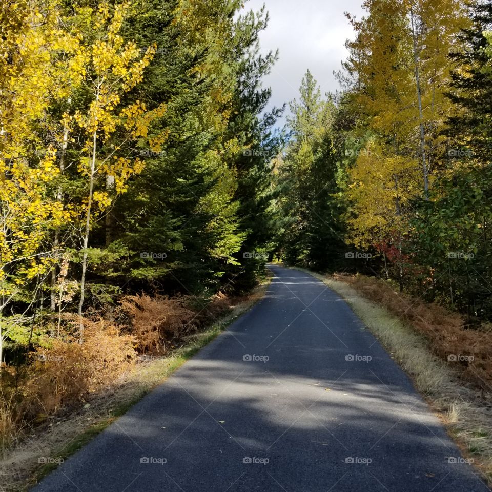 hiking path in the woods