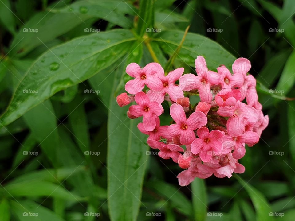 the beautiful flowers