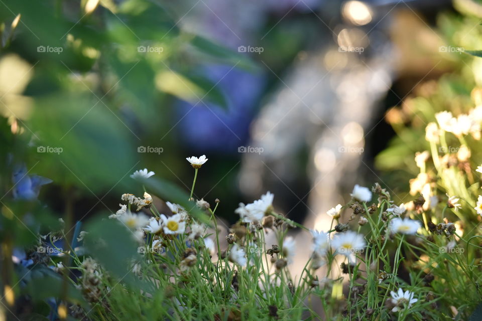 In the garden