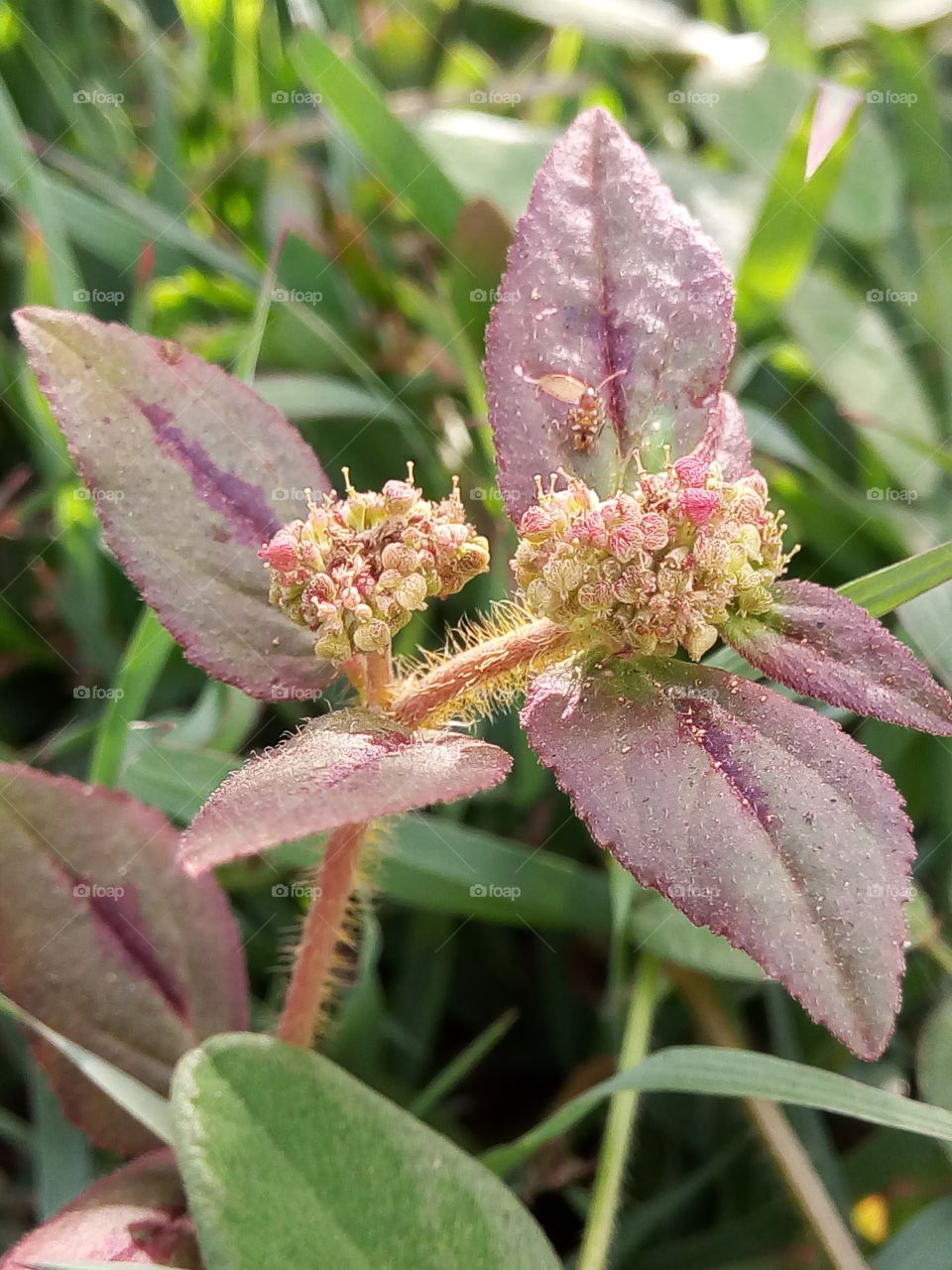 miniature  tropical flower