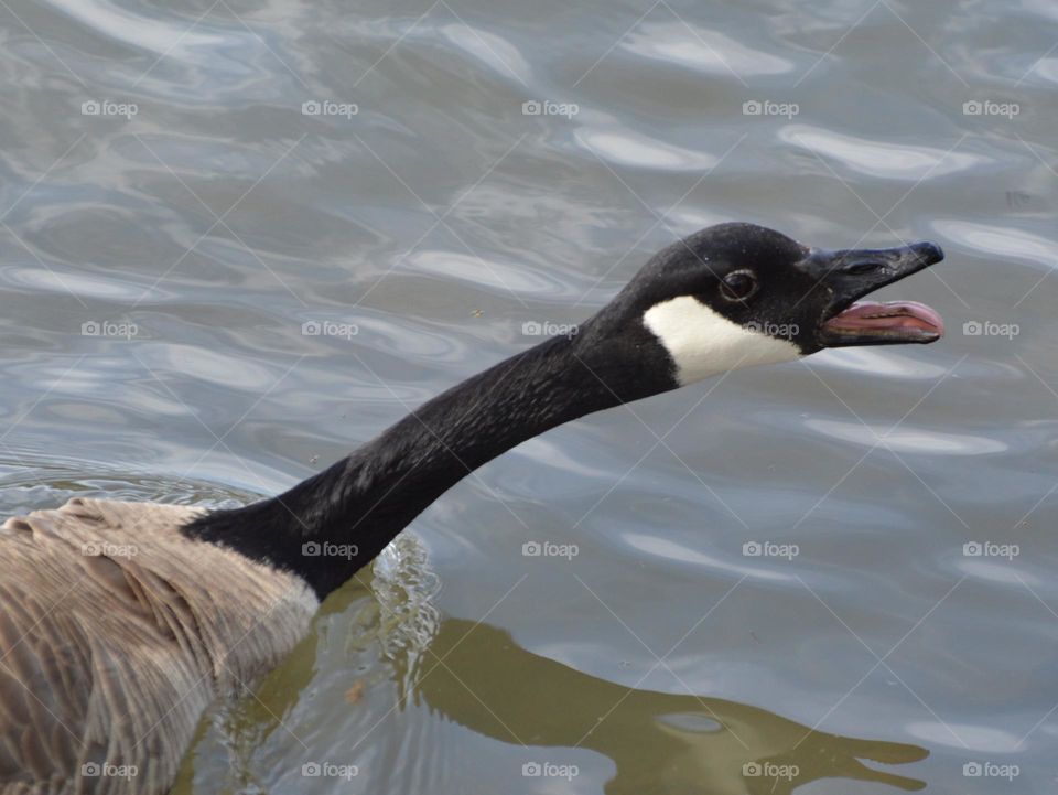 wildlife Goose call while swimming in a river