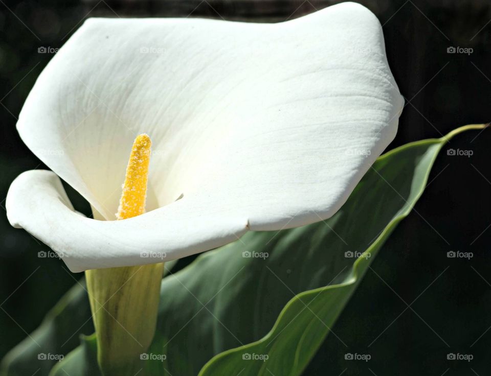 Flower in Guatemala 