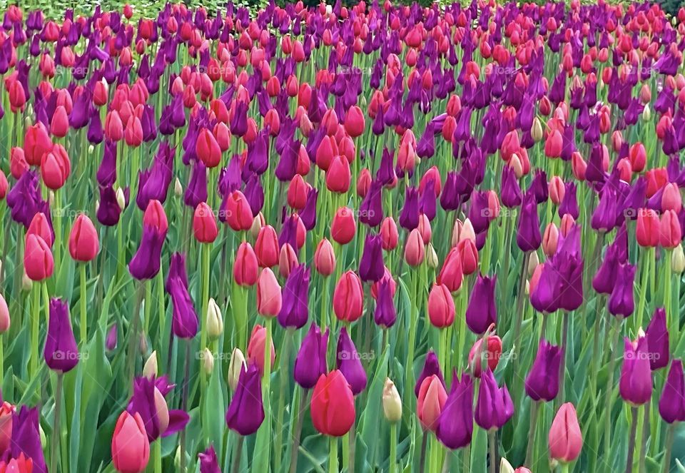 Fields of tulips at the Canadian Tulip Festival in my home town.