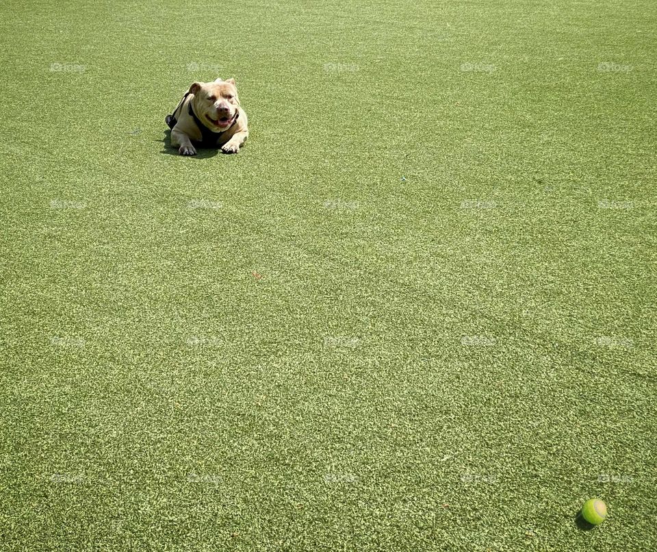A dog lying down on the ground, resting and looking at a tennis ball