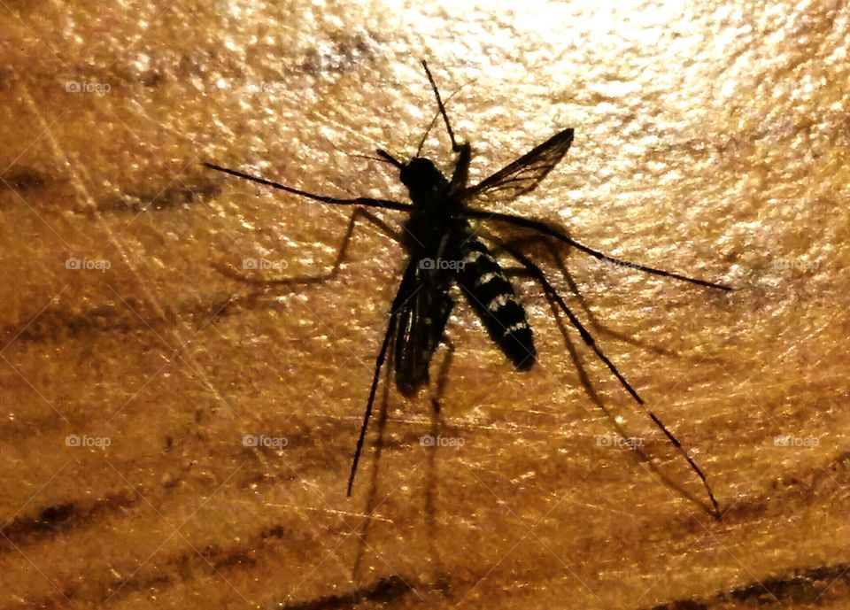 Mosquito tiger 🐯 close up