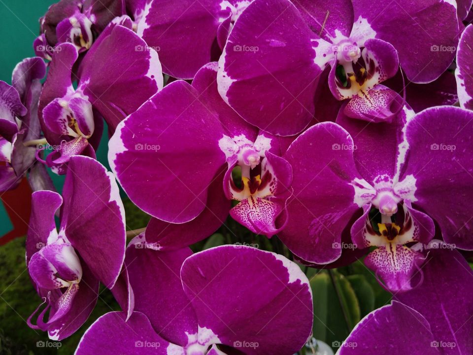 Orchid flowers.