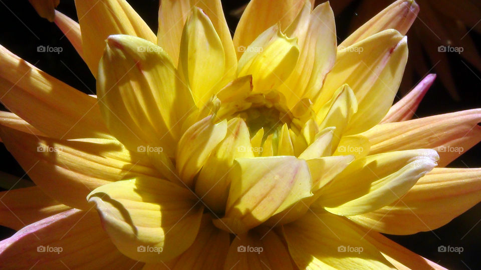 Yellow flower - in its full glory - spreading joy, colour and happiness to all around.