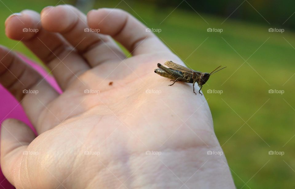 insect on the hand