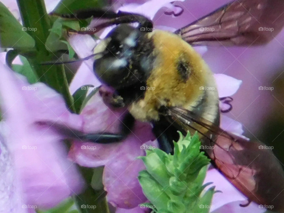 a bumblebee macro shot