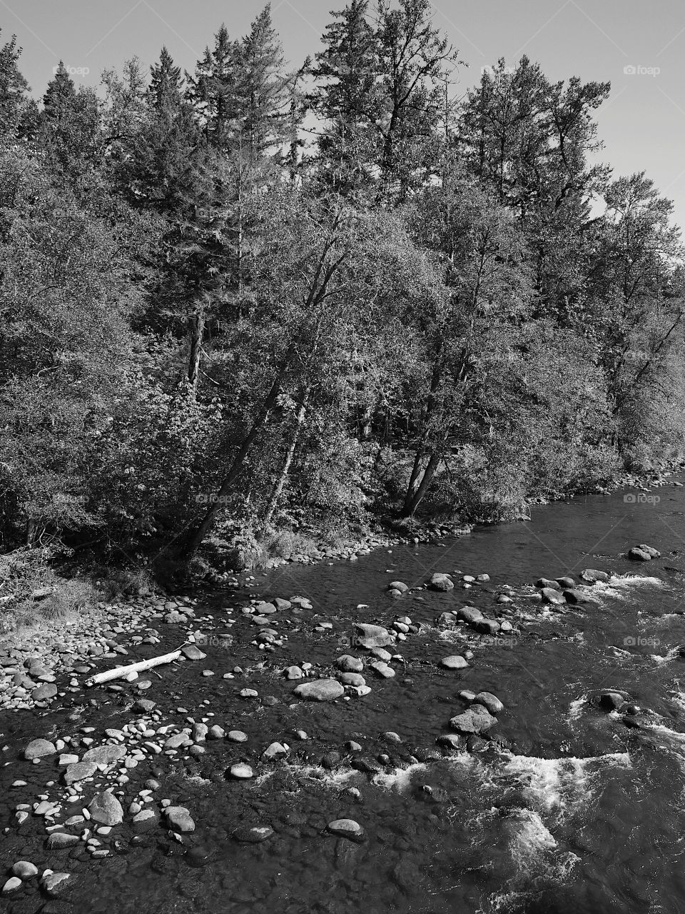 The rocky and rugged shores of the Middle Fork of the Willamette River near Oakridge Oregon filled with trees transitioning to their fall colors on a beautiful sunny day.