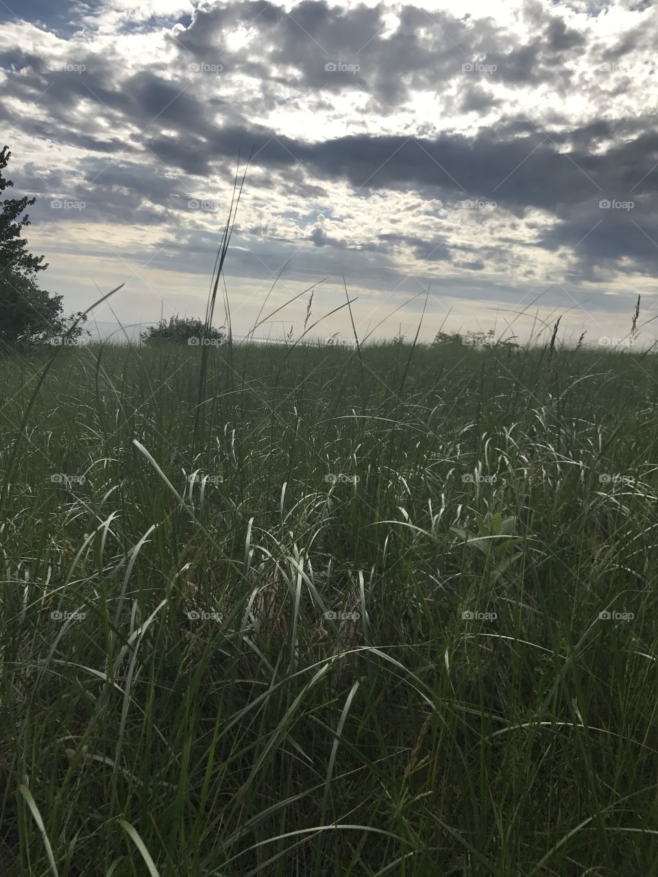 Landscape, Field, Grass, Sky, No Person