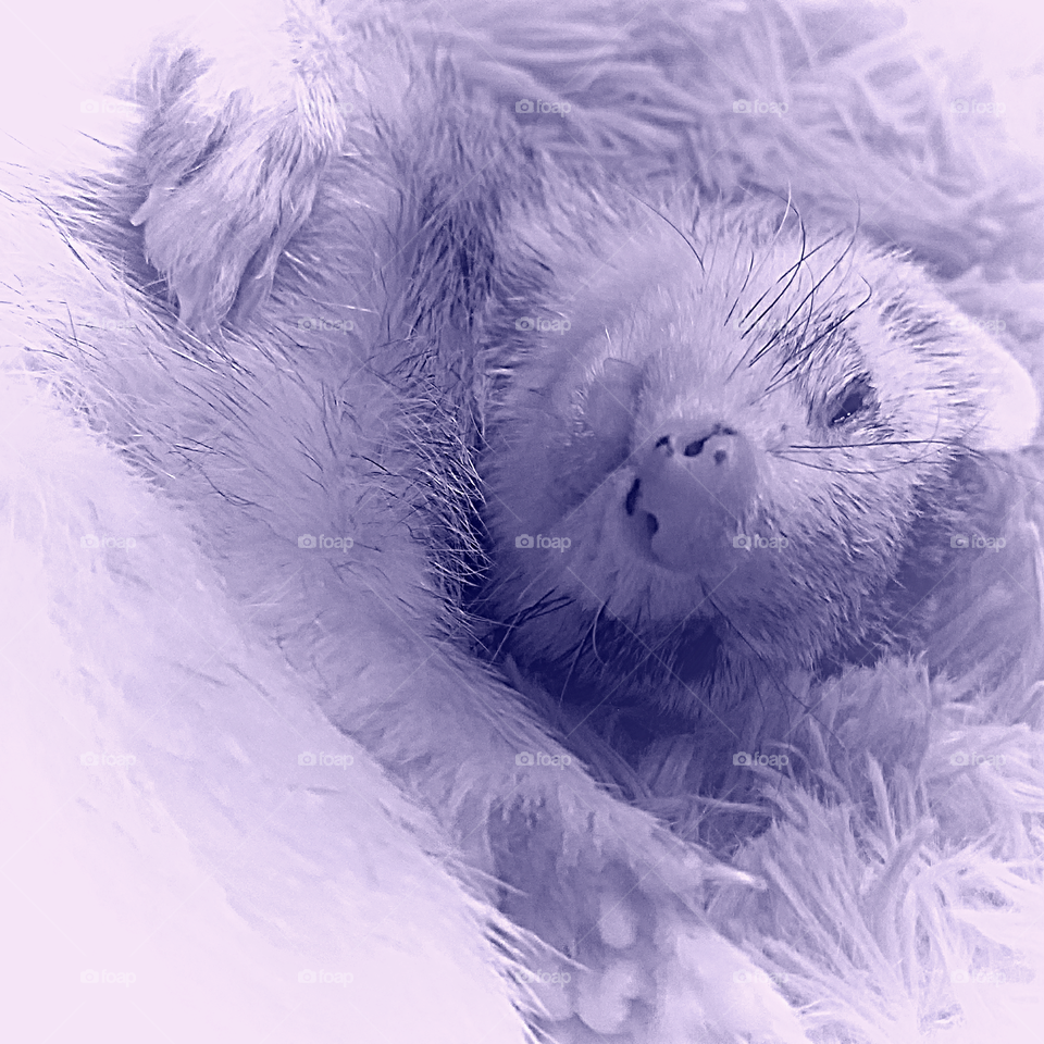 Sleepy Blue Ferret