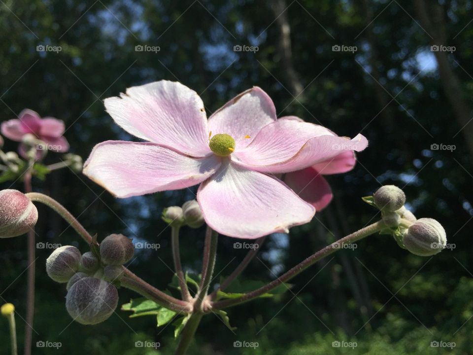 I’m still standing; with grace 🧜🏼‍♀️