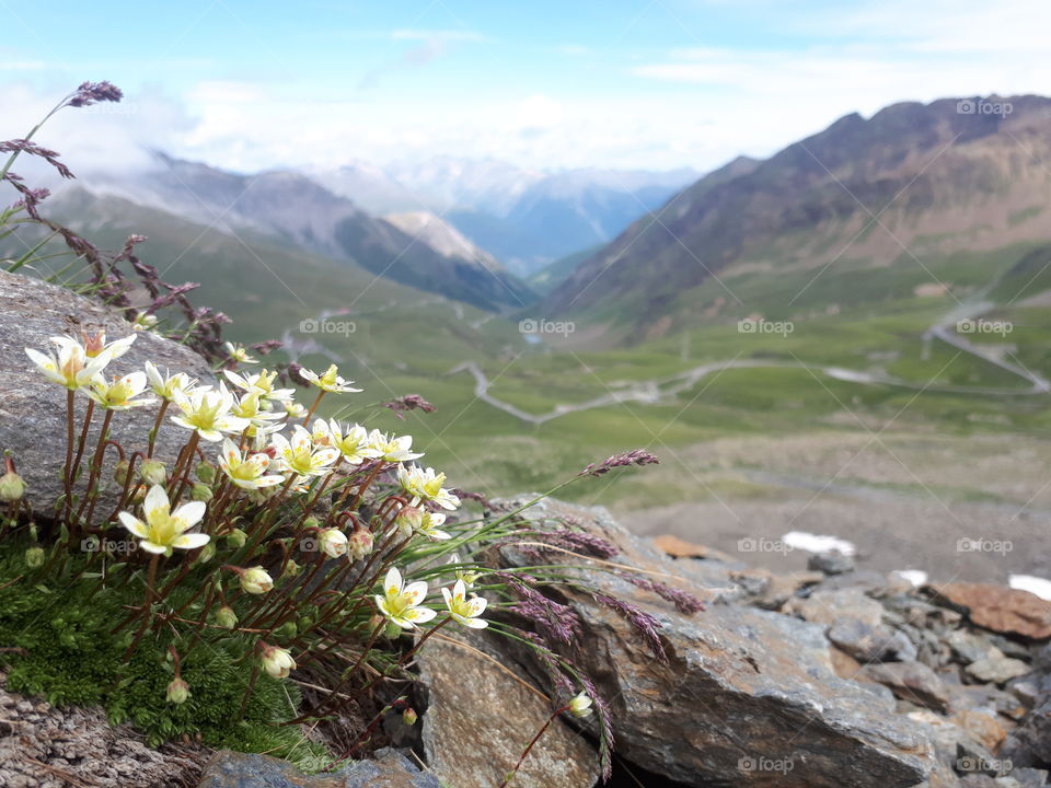 mountain landscape and flowers
