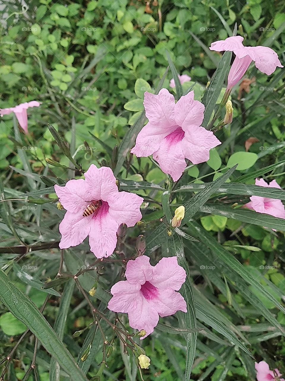 Light pink flowers
