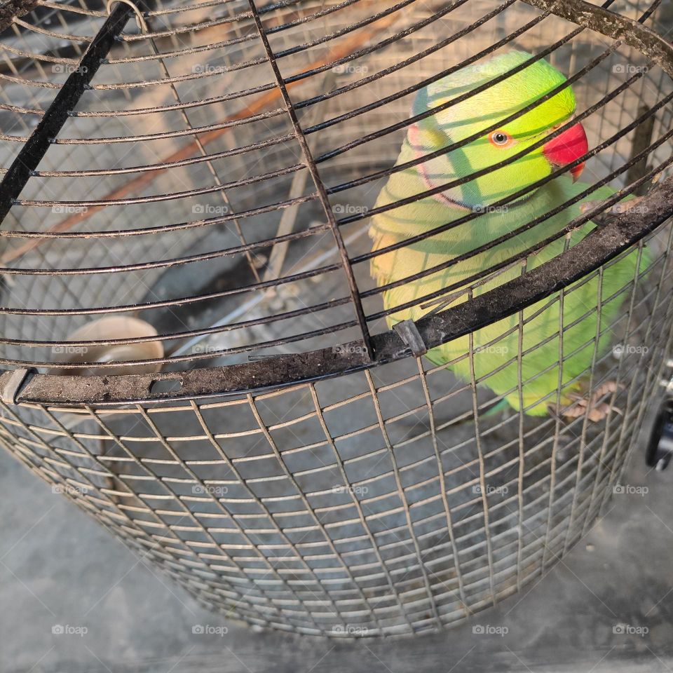 sunrays pouring on Parrot 🦜