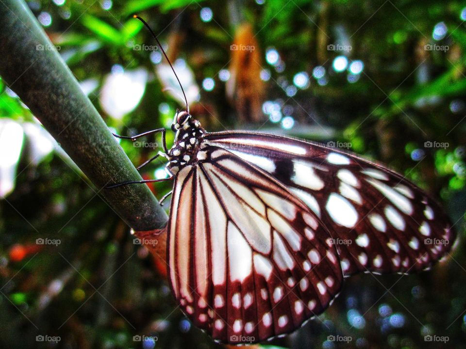 Beautiful butterfly perched on a tree trunk