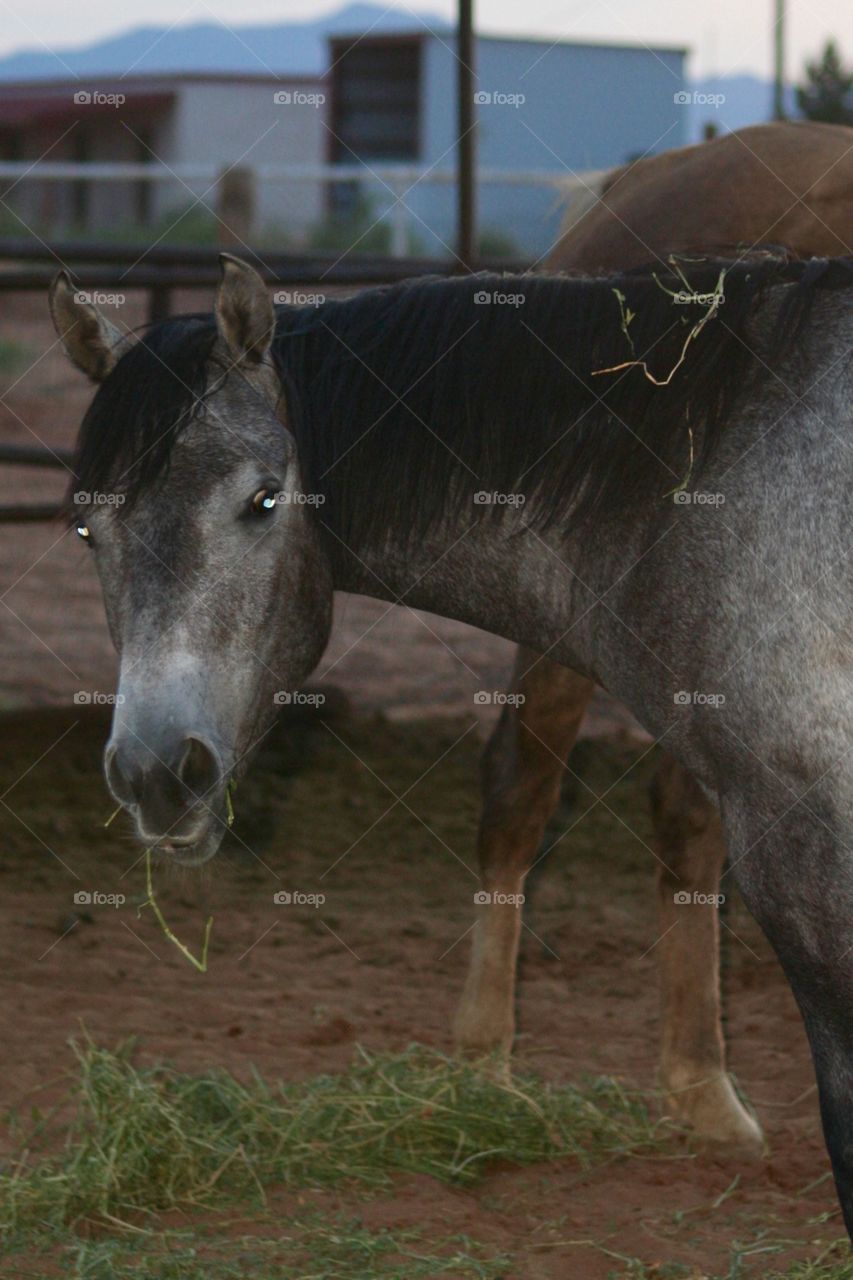 Grey horse . Horse