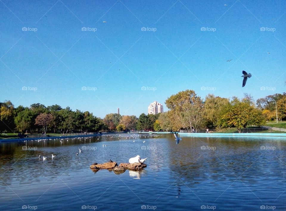 swan and gull on the lake odessa