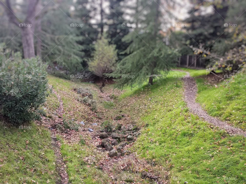 Forest