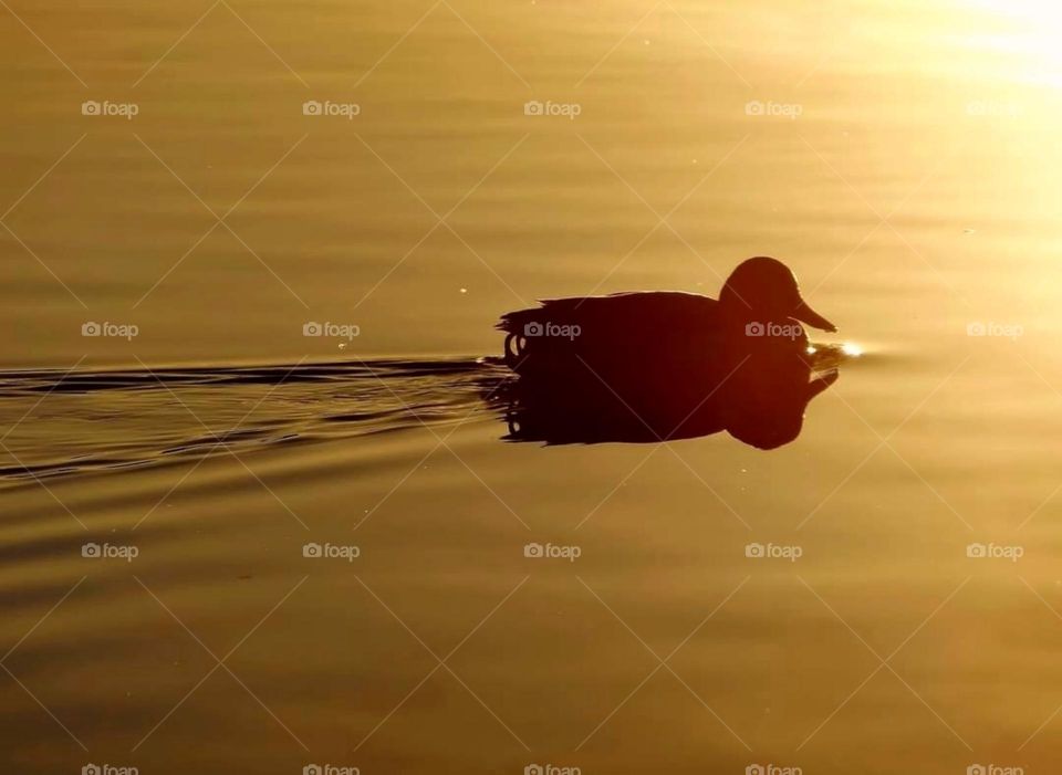 Mallard duck swimming in the sunset