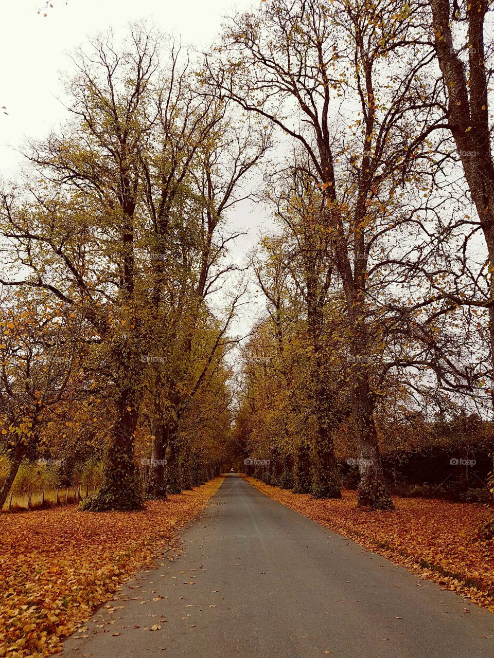 Fall and Autumn treed road Scotland