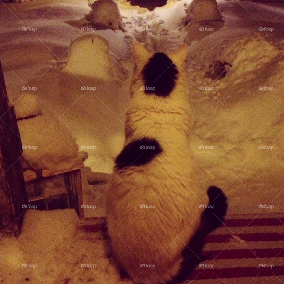 snow winter cat ed by lindajacobi