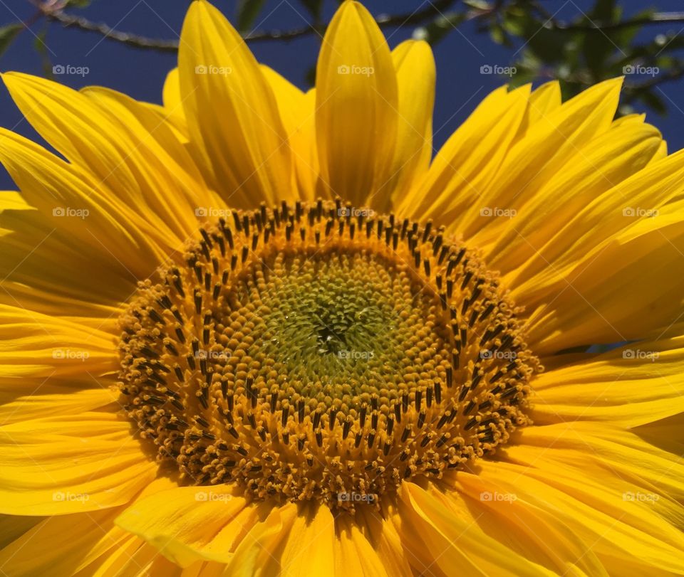 Sunflower