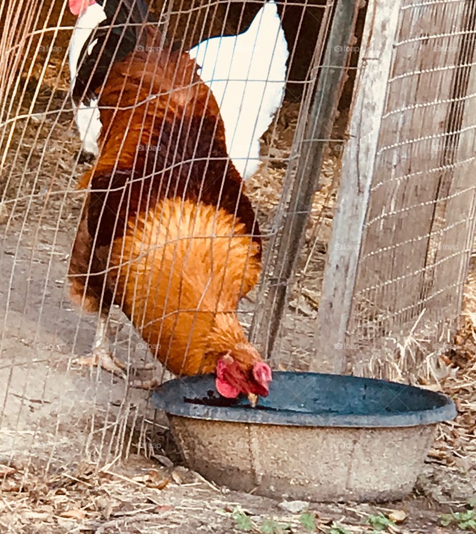Thirsty rooster with his head through the fence drinking water. 