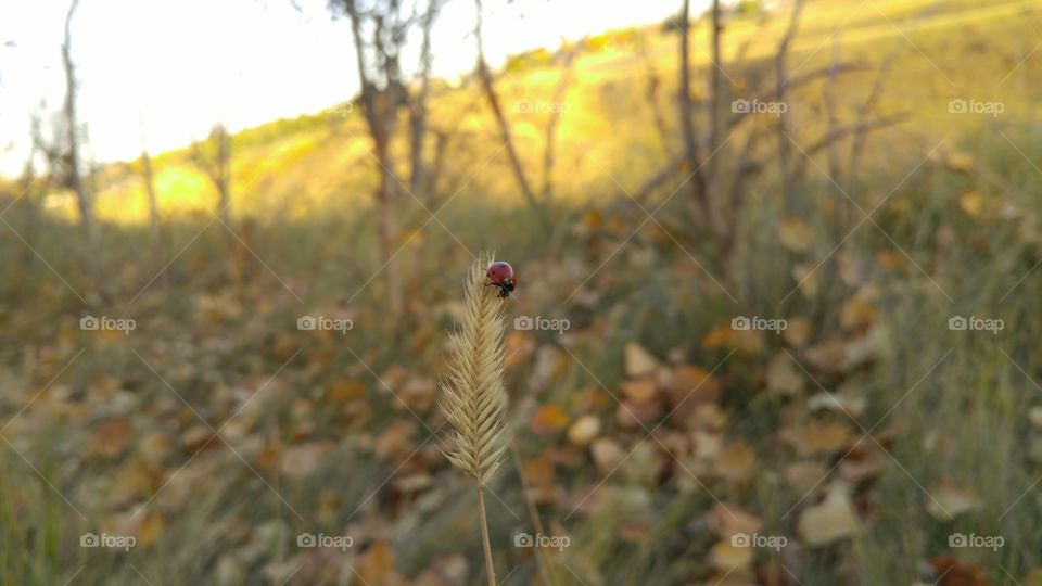 Lady bug