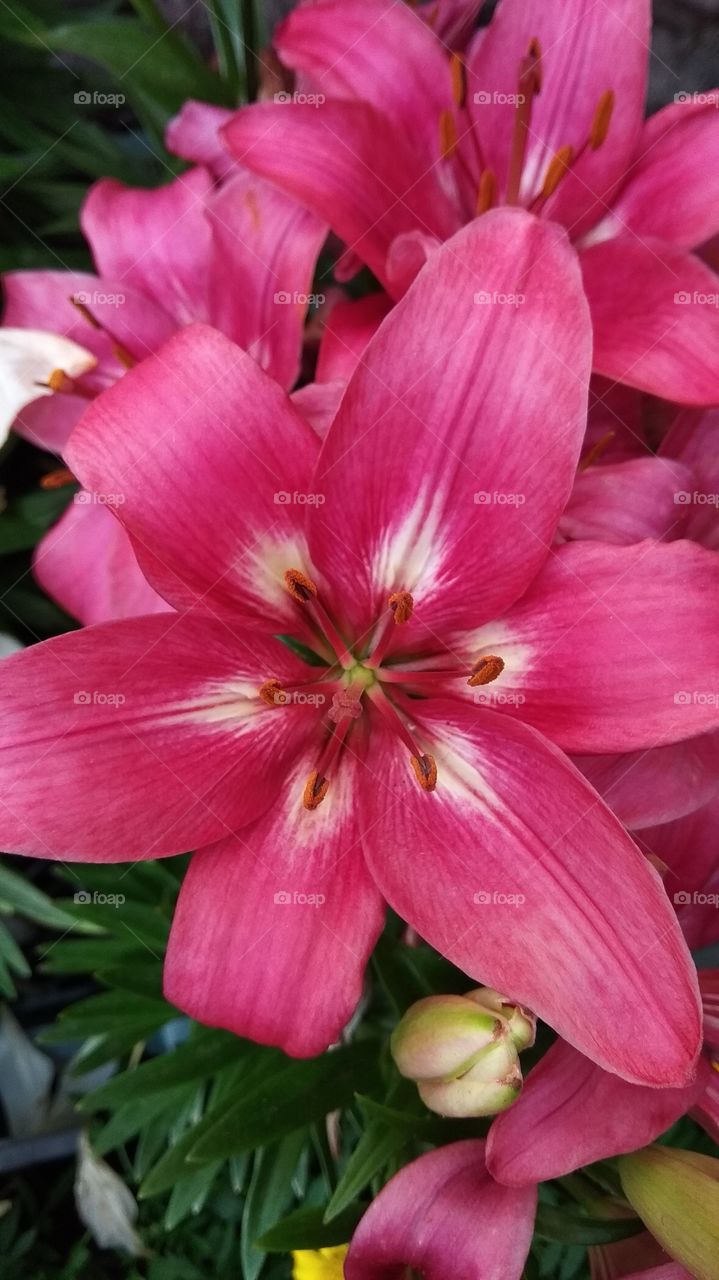 цветы, природа