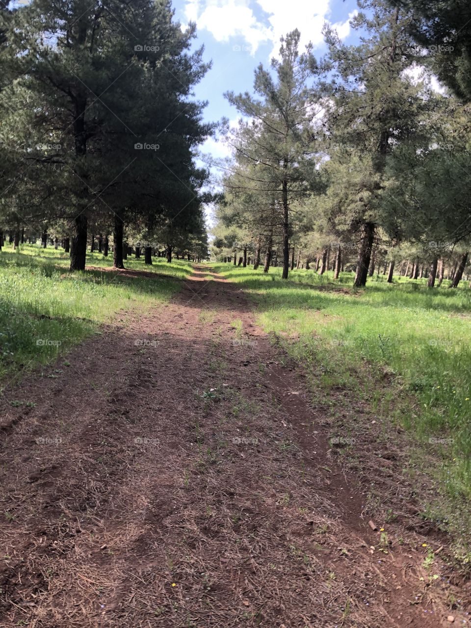 We explored a small forest