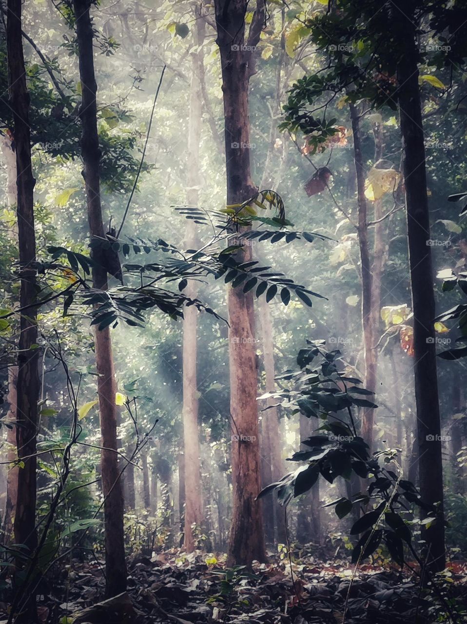 Morning glow in the forest, Central Java, Indonesia