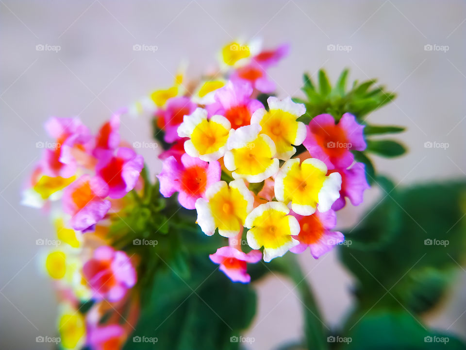 A closeup shot of west Indian lantana