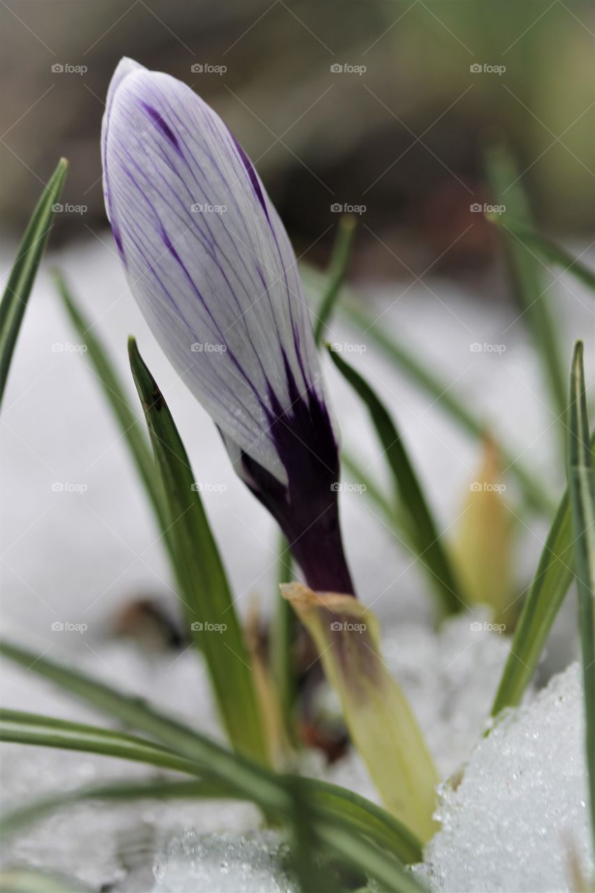 crocus in the snow