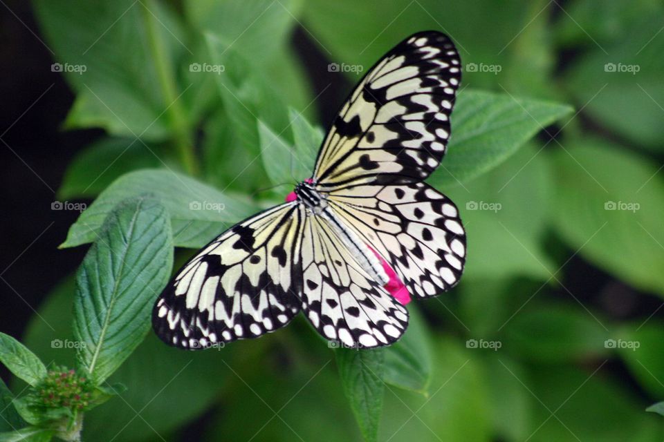 Rice paper butterfly