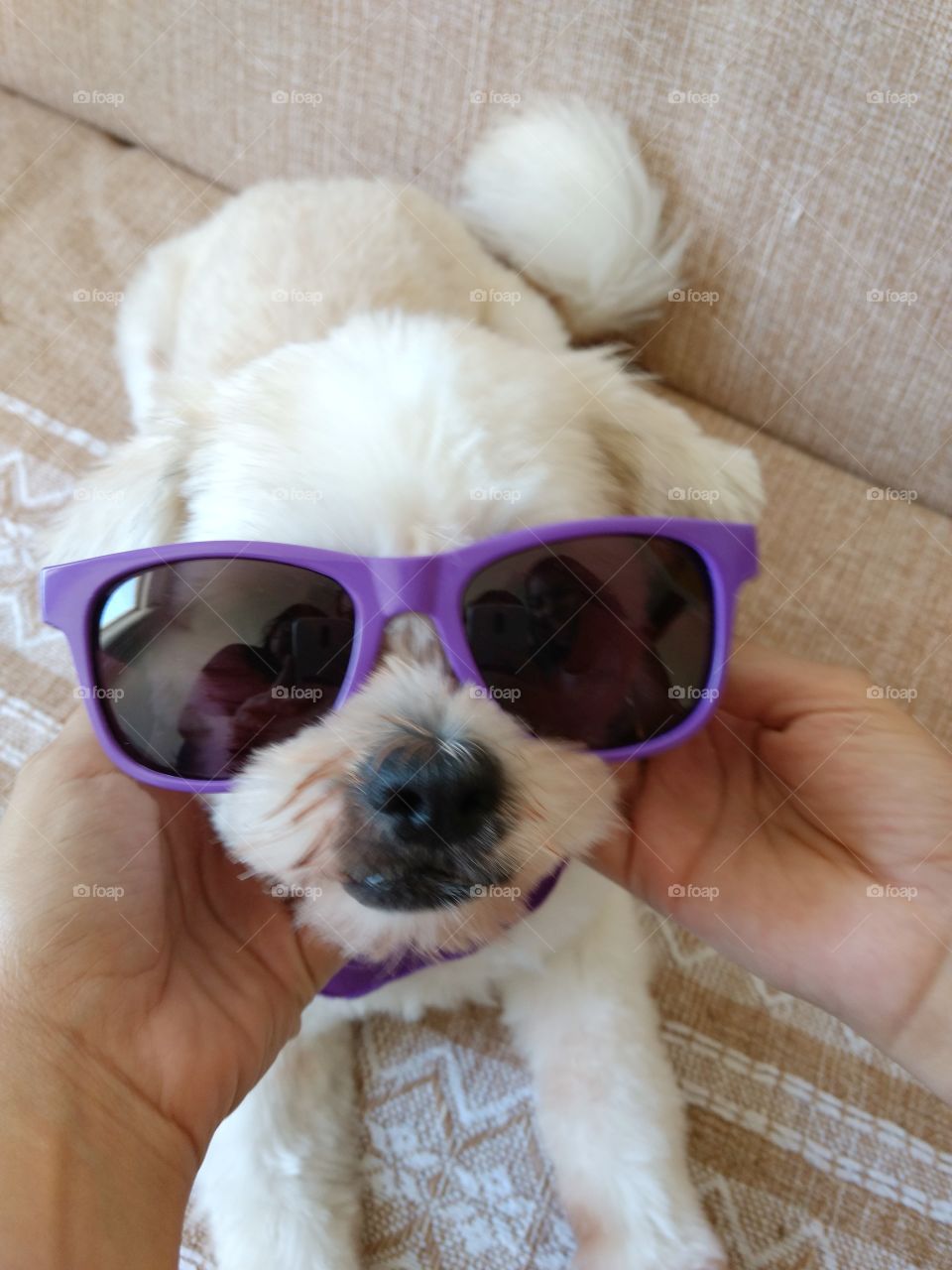 Sunglasses and a dog