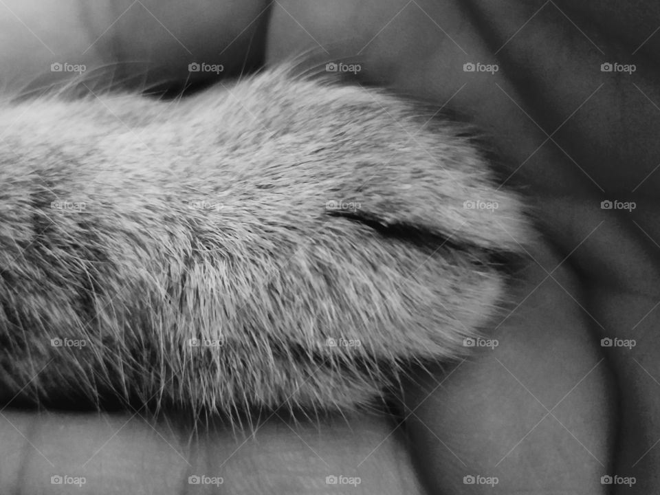 cats paw on human hand