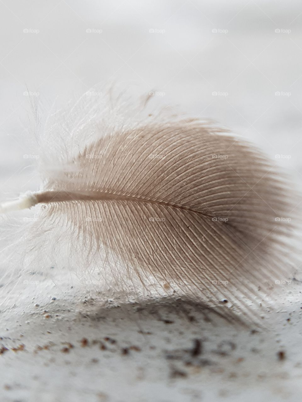 White Feather