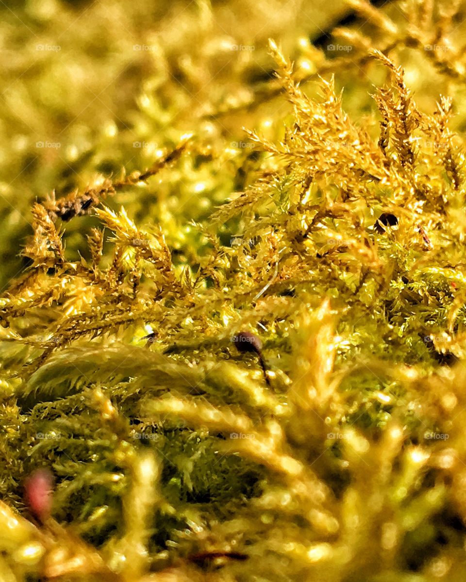 Moss close up 