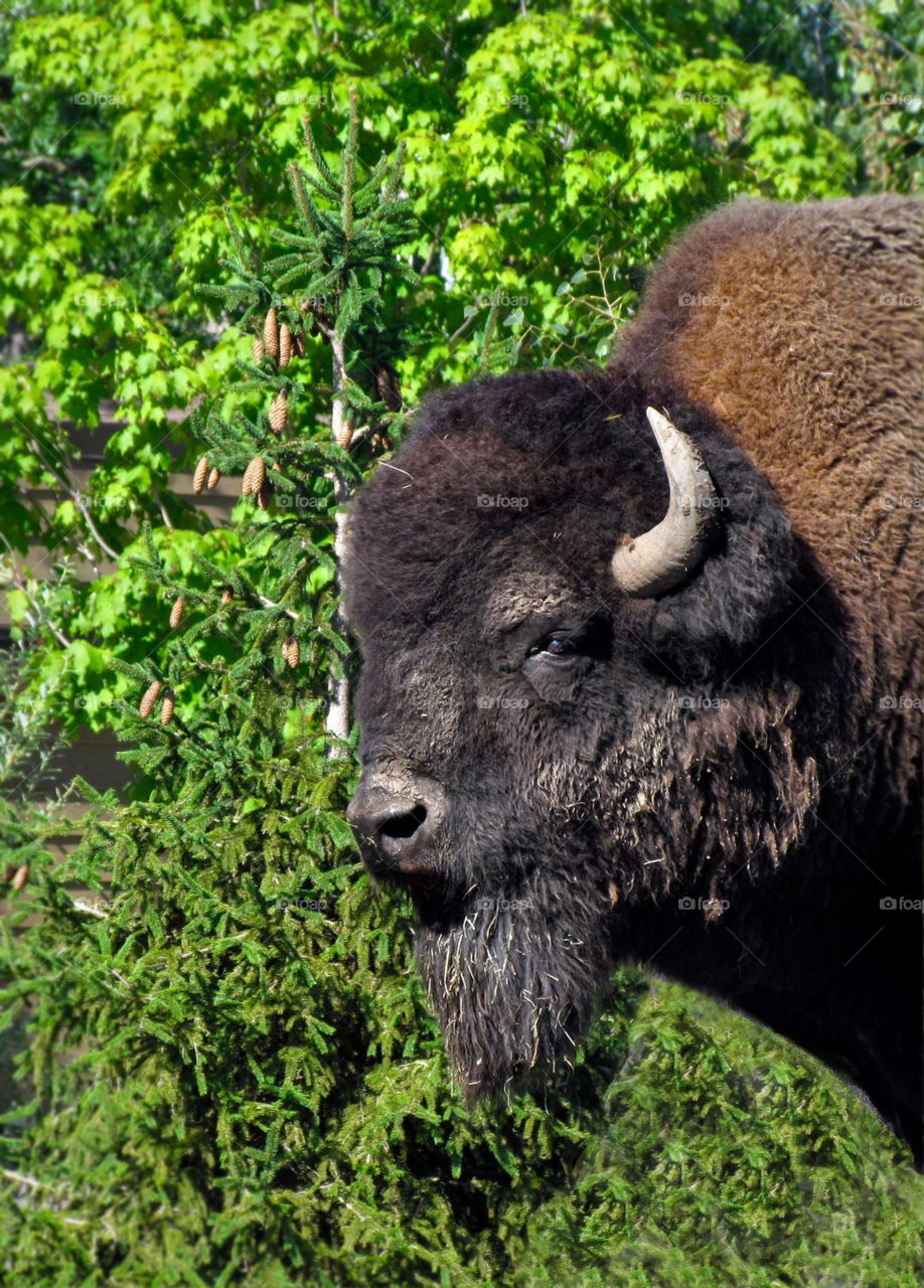 animal mammals wildlife bison by landon