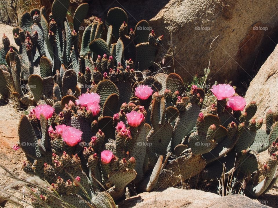This is a photo of a prickly pear cacti with pink flowers